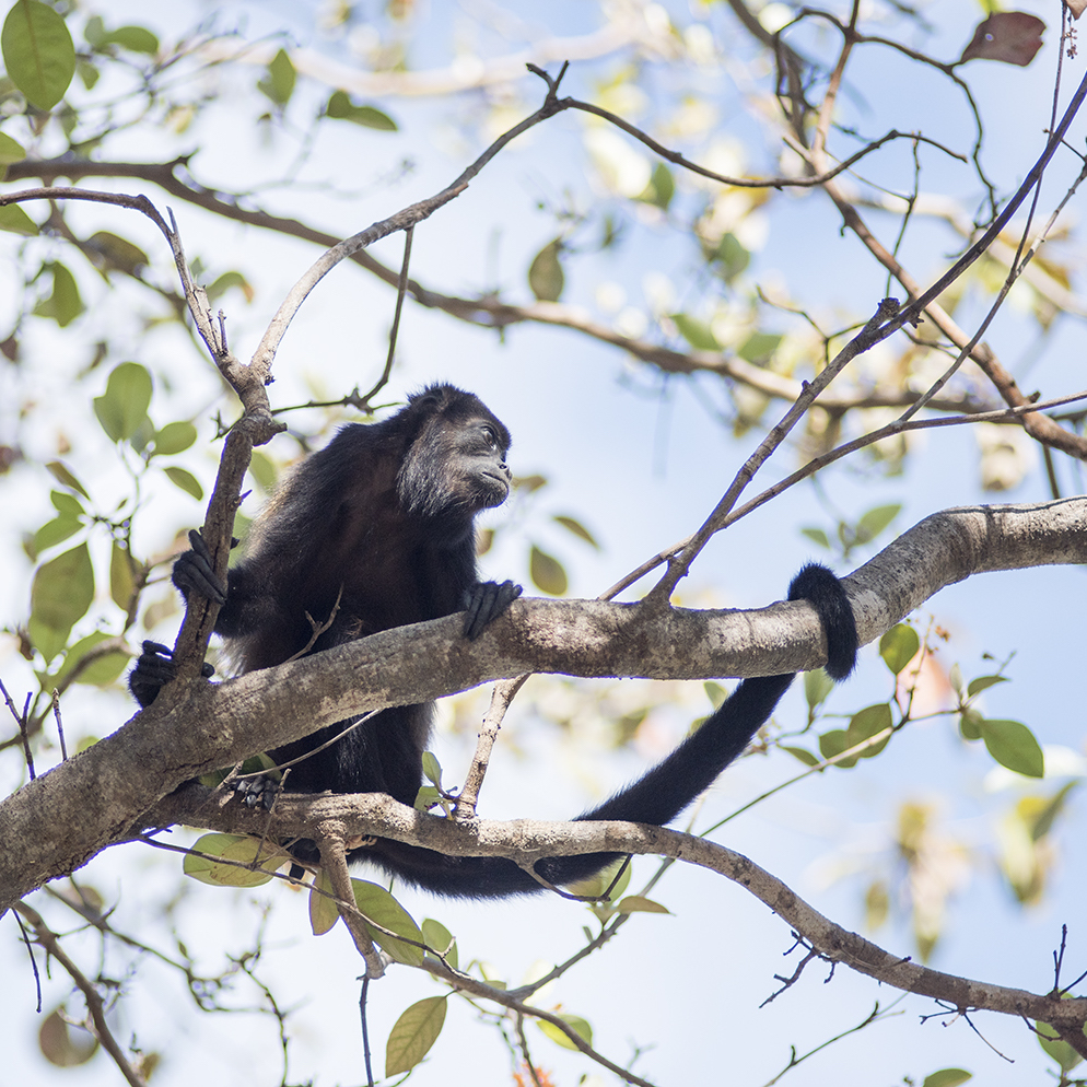 Howler Monkey, Animals Costa Rica, Costa Rica Animals