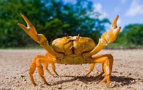 Crabs can talk! #diyouknow that crabs communicate by flapping ...
