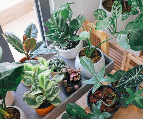 Do’s and Don’ts When Ordering House Plants Online for Delivery