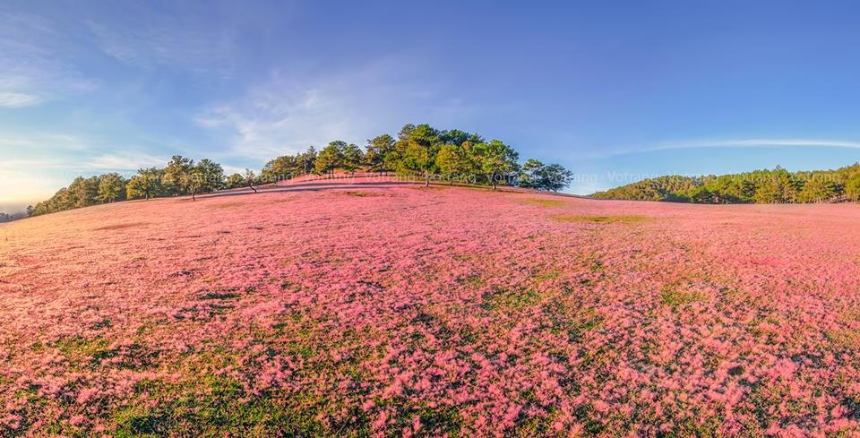 Vẻ đẹp ngây ngất lòng người của đồi cỏ hồng (Nguồn: Internet)