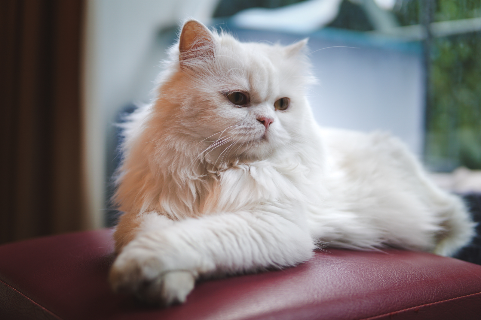 ทาสแมวต้องรู้! ทำความรู้จักสายพันธุ์แมวไทยและเทศยอดนิยม | Nautilus Online