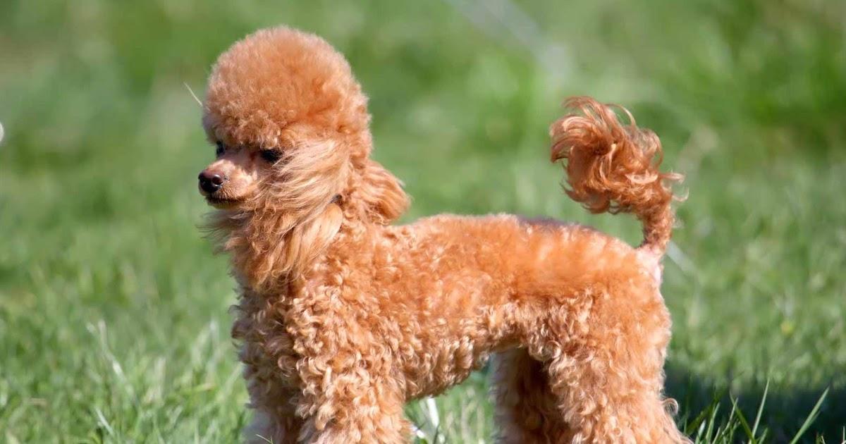 The Poodle - 7 Things To Know About Its Temperament and Personality