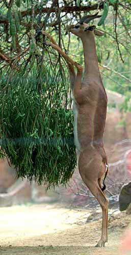 Typical feeding posture of Gerenuk