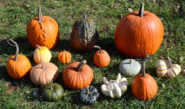 different varieties of pumpkins 