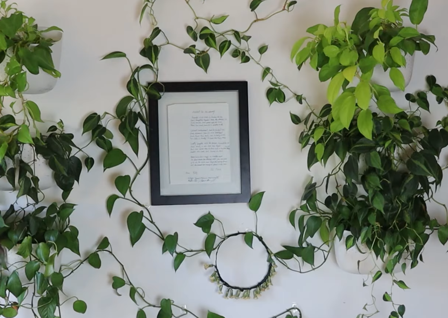 Vining plants climbing a wall