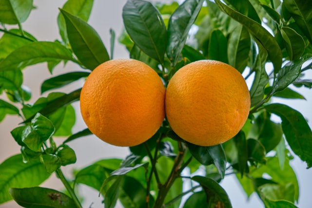 Patio Fruit Trees: How to Choose the Right One for You