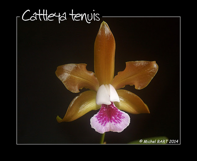 Cattleya tenuis QBnCwxhOKOR9D48i1DxCIko5lunuRwnpUpnH8cd6rlM=w635-h518-no