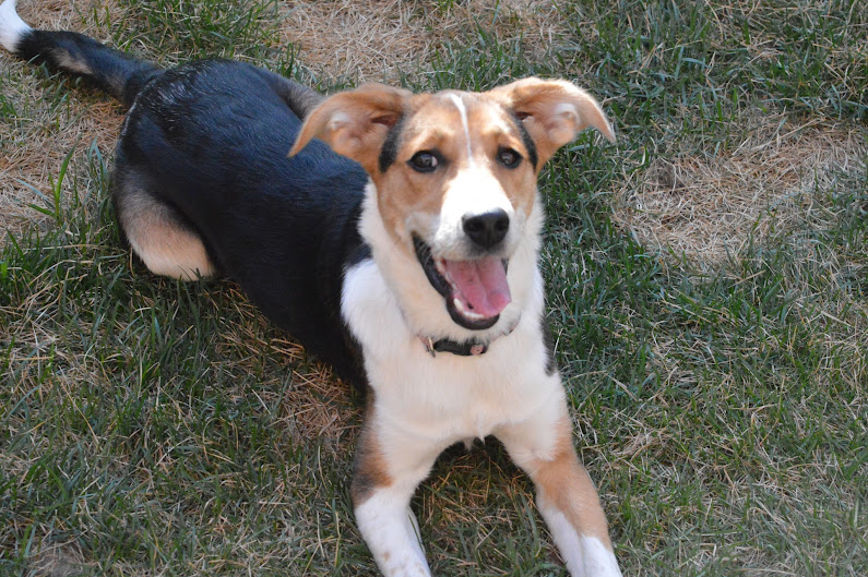 Does this dog have a lazy eye?
