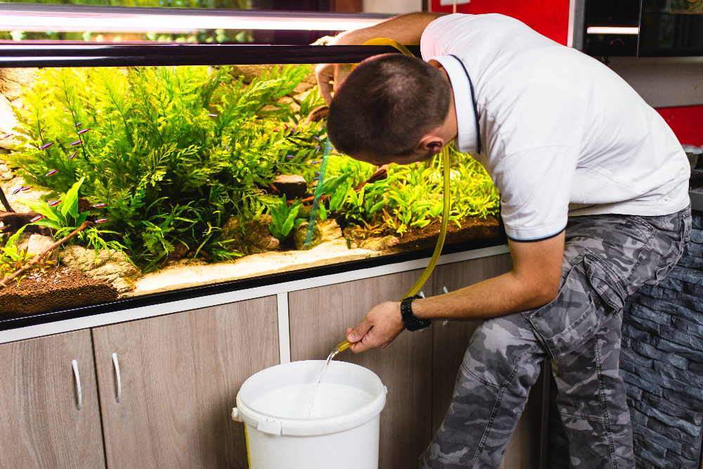 How Frequently Should You Clean Your Fish Tank?