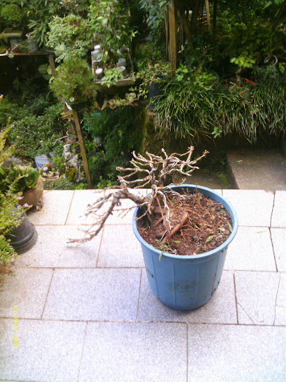 Ficus Nerifolia pra Semi Cascata... QEjSLDcHcOGQsQYI5gpIdfWTrsQo6MfyAE-hu0--0Vg=w412-h549