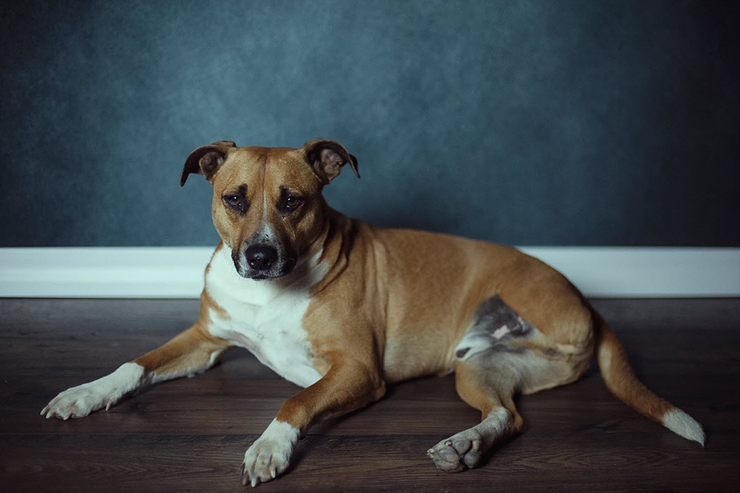 dog pet photography tips