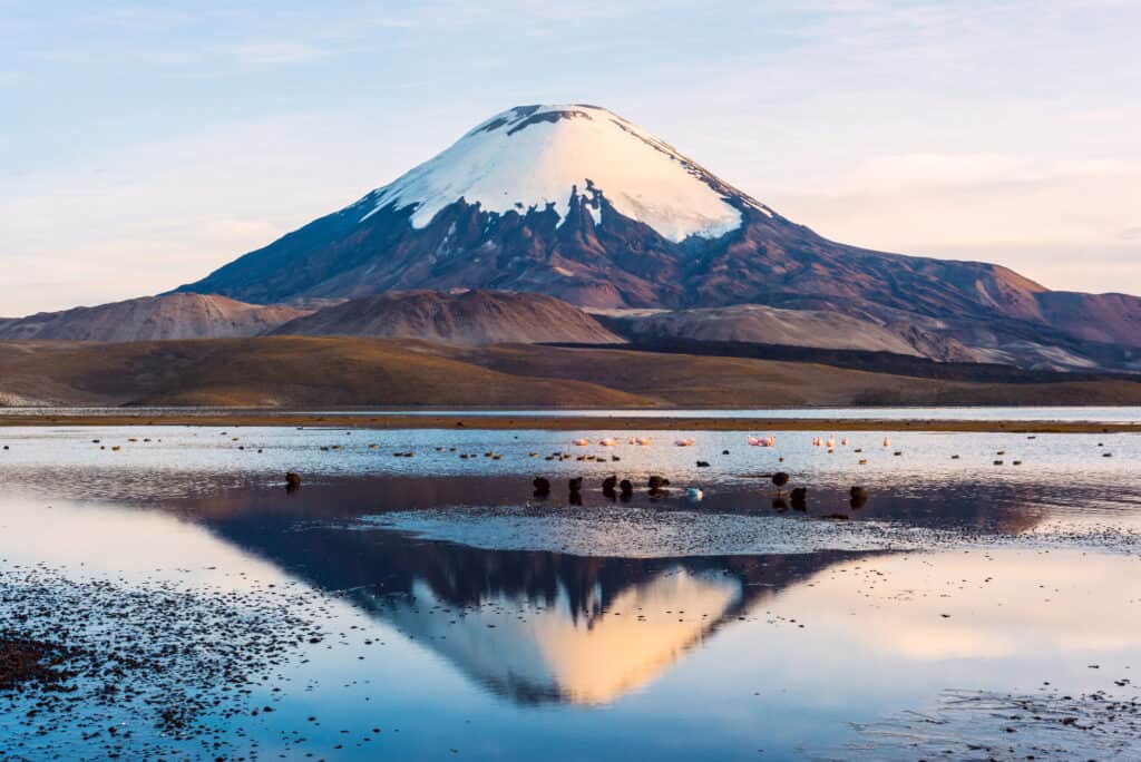 Snow capped Parinacota Volcano reflected in Lake Chungara, Chile with pink flamingos peacefully swimming around.