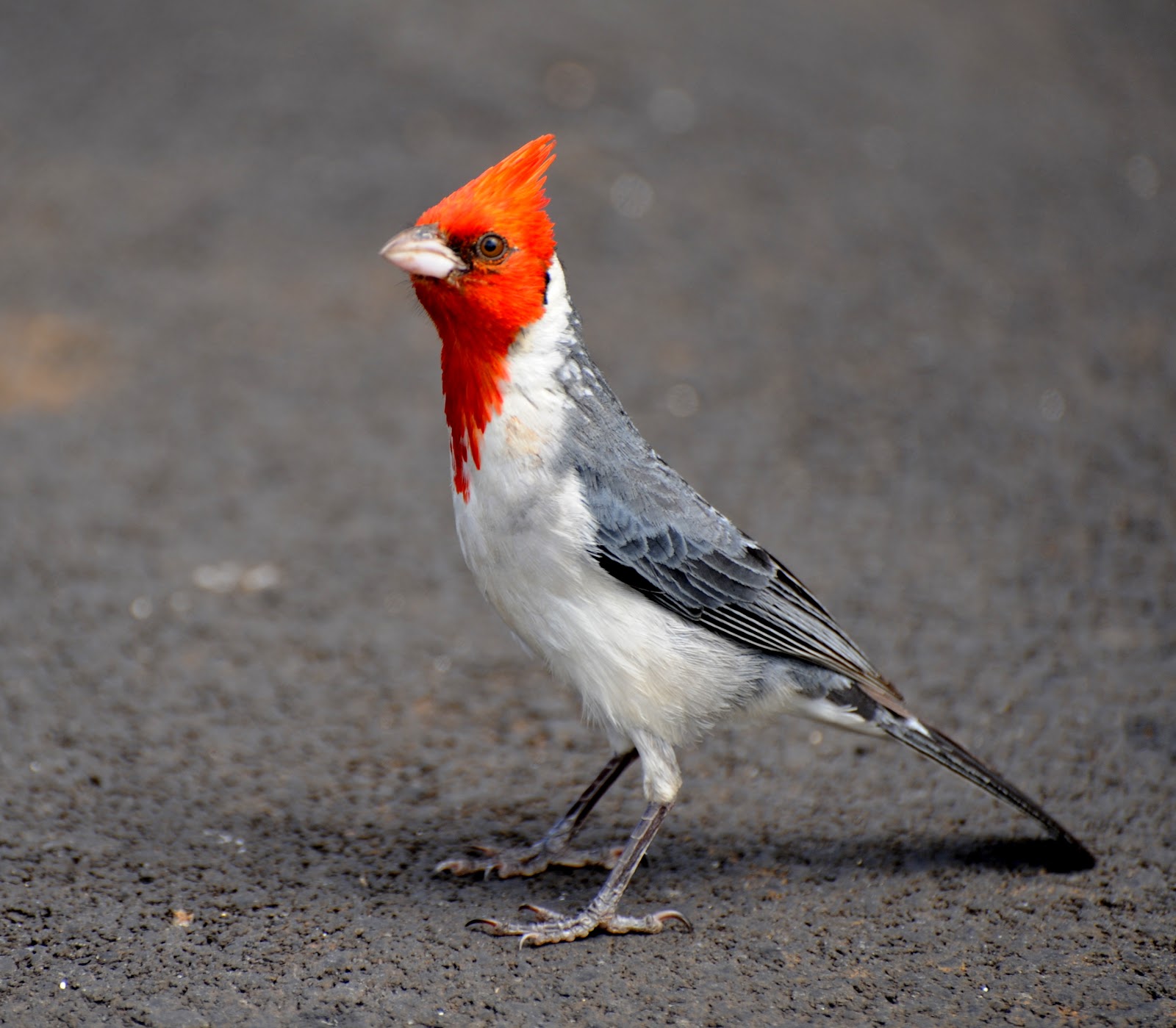 Resultado de imagen de pajaros de hawaii