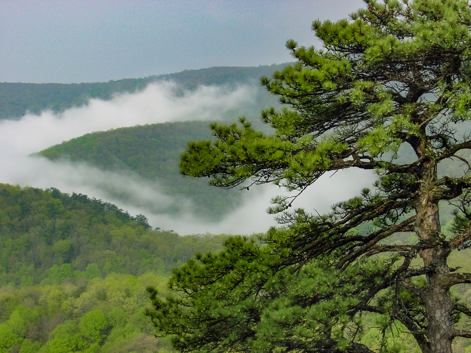 A spruce tree has hill tops in the background surrounded by flowing clouds