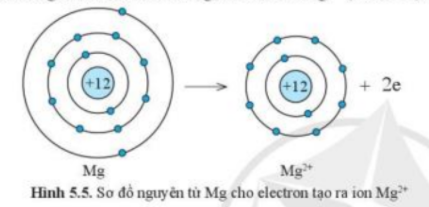 Câu hỏi trang 35 SGK TN&XH 7 CD tập 1