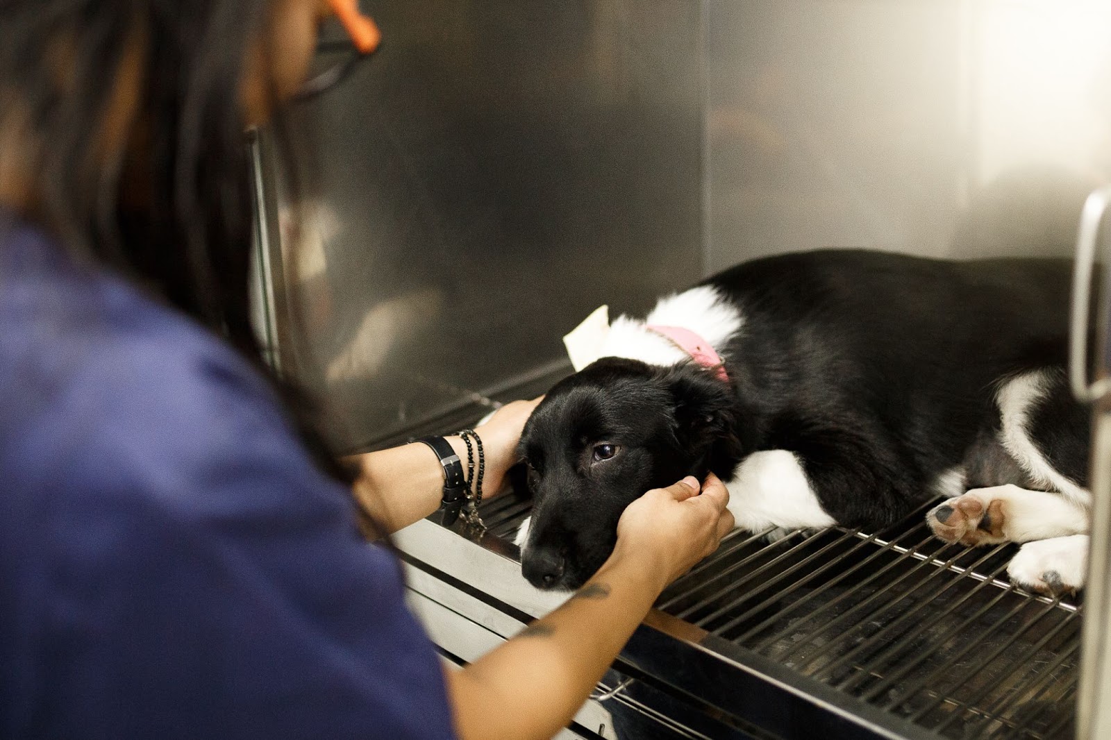 cachorra doente está internada e recebendo cuidados médicos na clínica veterinária
