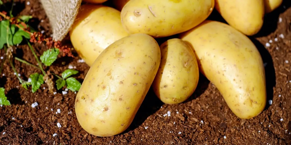 potatoes as companion plants 