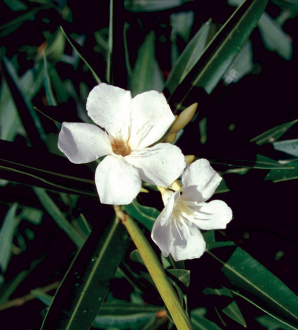 Nerium oleander (flowers and pod).