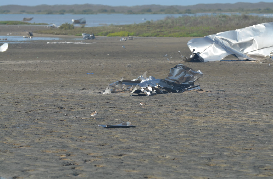 Pájaros chorlitejos de Wilson cerca de trozos del SN11 de SpaceX, un prototipo de cohete Starship que explotó tras una prueba de vuelo en Boca Chica (por Justin LeClaire).