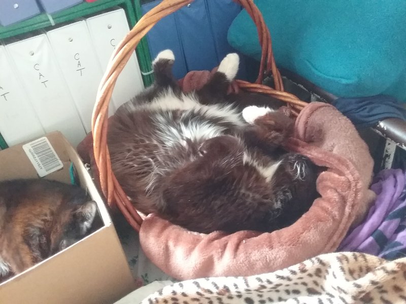 A tuxie cat asleep in a basket, showing his belly.
