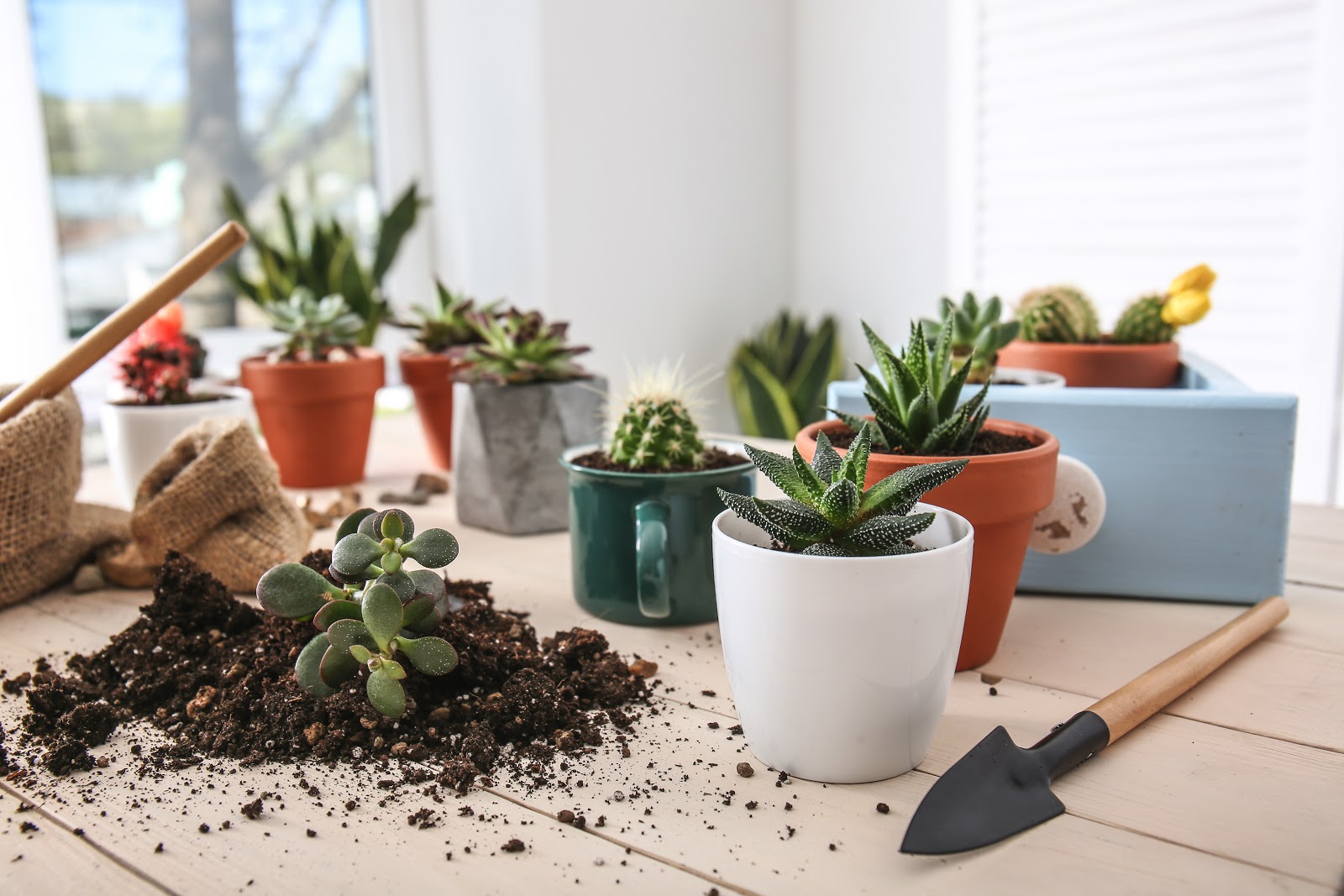 succulents in an organic potting mix