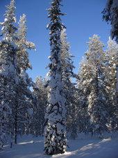 http://www.esa.int/var/esa/storage/images/esa_multimedia/images/2017/10/snow-covered_boreal_forest/17226785-1-eng-GB/Snow-covered_boreal_forest_small.jpg