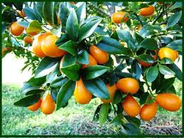 ¿Por qué se utilizan árboles de naranjas y mandarinas en el año nuevo chino?