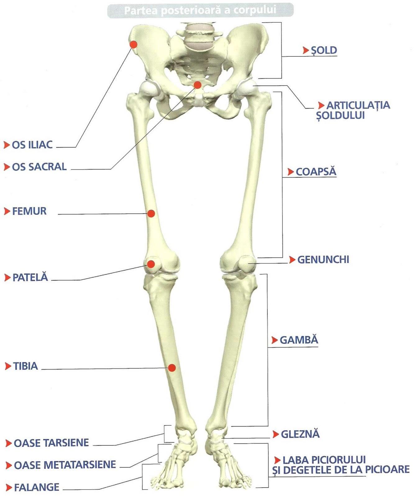 AMG: Anatomia-Umană