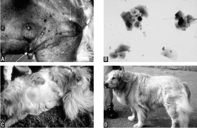 A-D. 10-year-old Golden Retriever with paraneoplastic syndrome from an estrogen-producing interstitial cell tumor