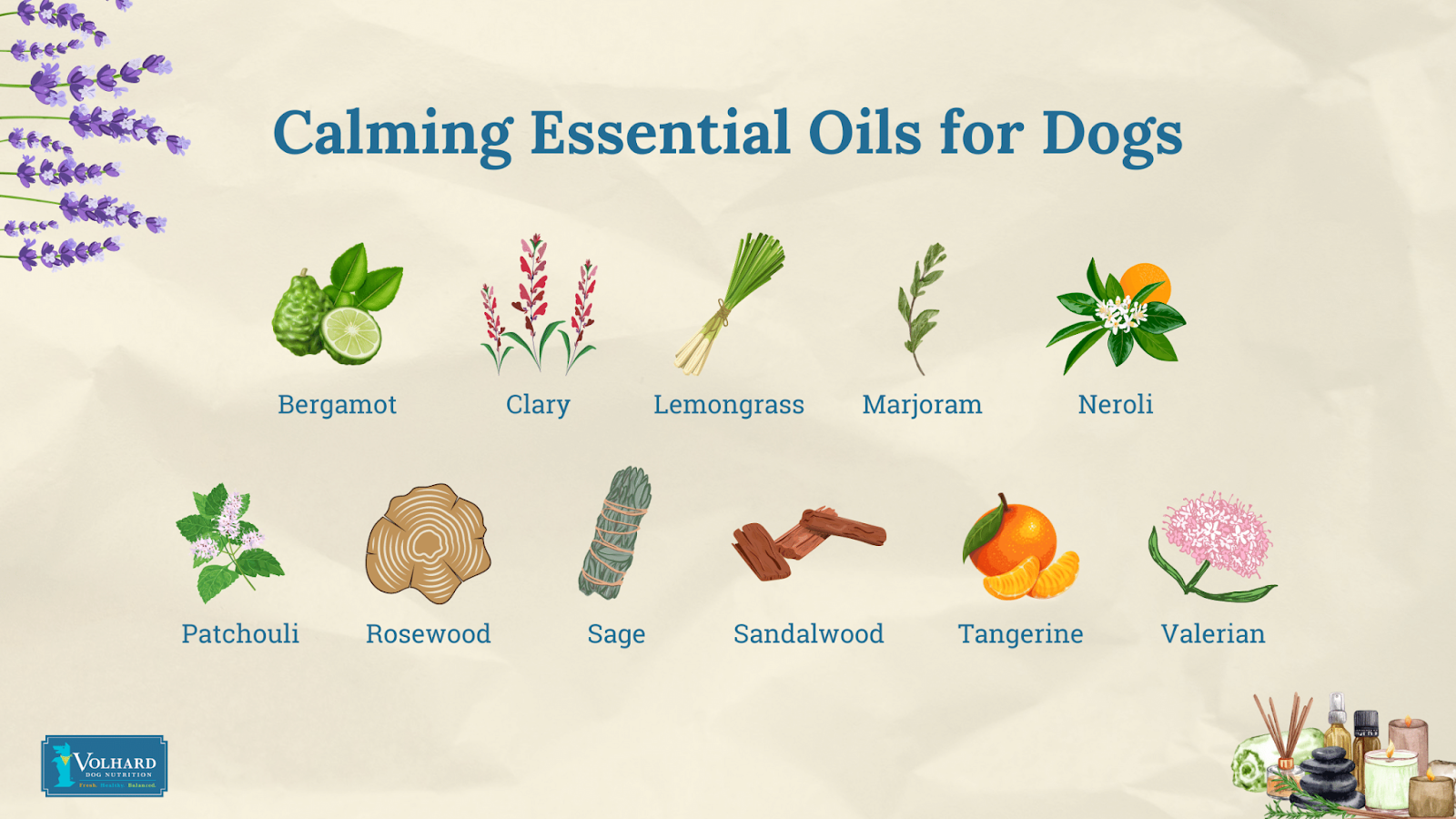 Calming essential oils for dogs