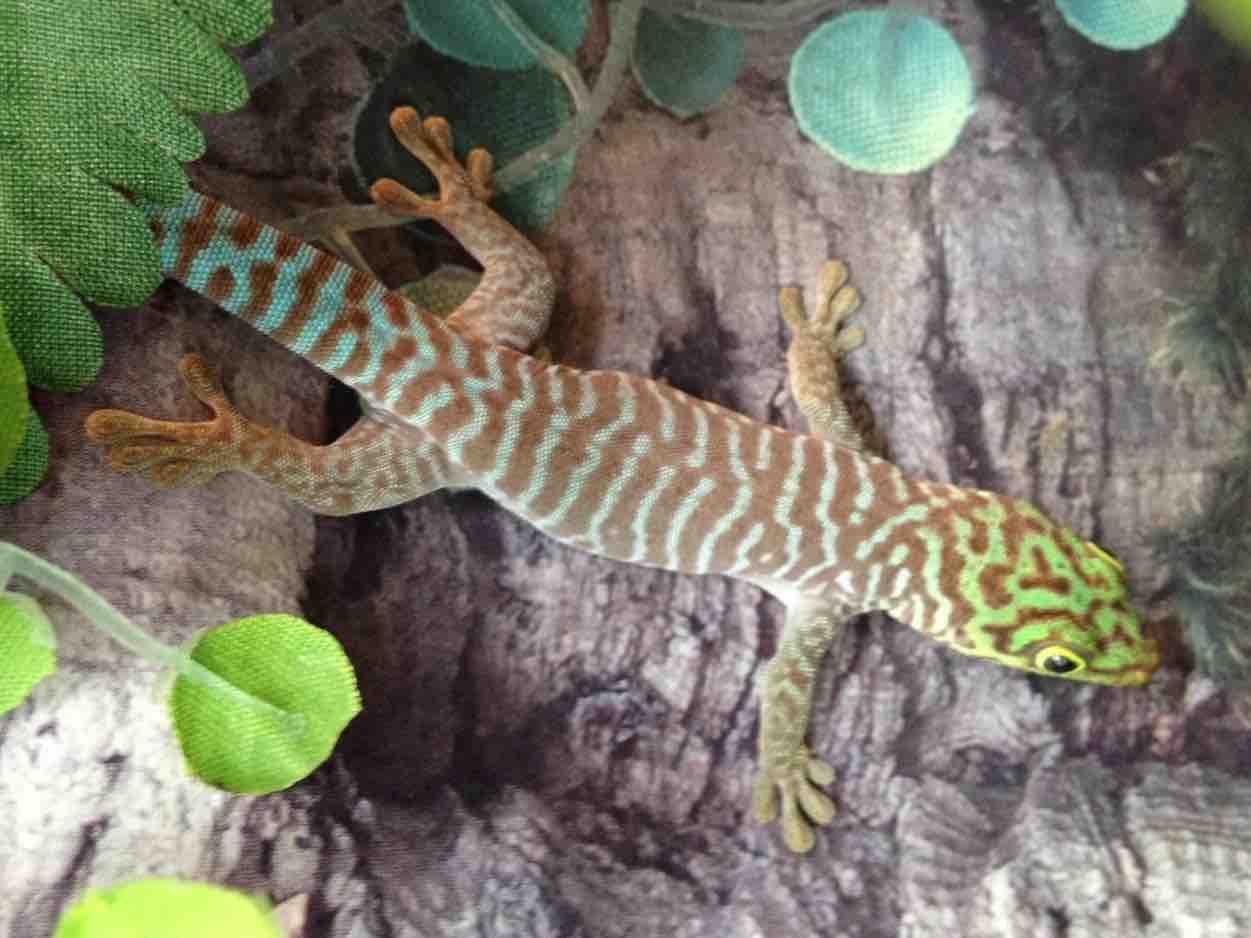 Image result for standing day gecko