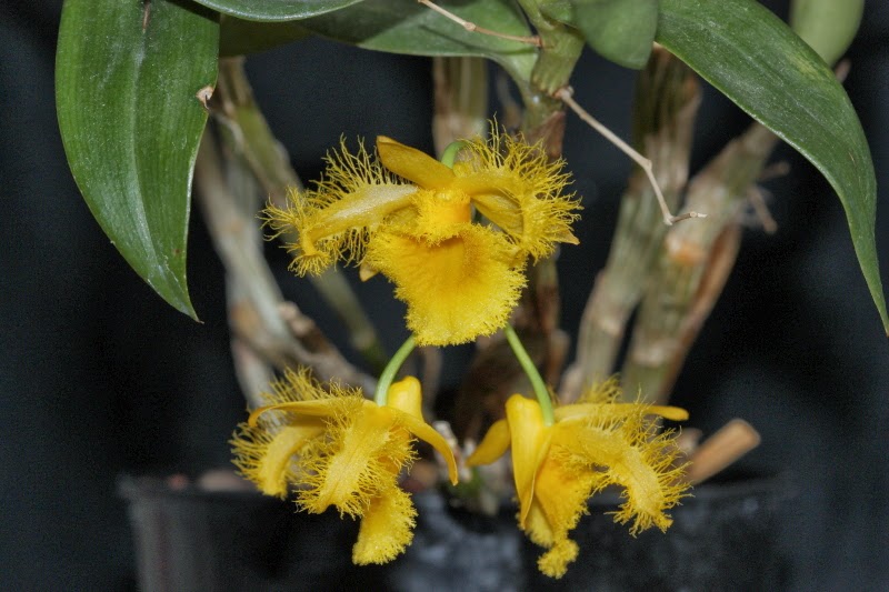 Dendrobium harveyanum QUvxzMKbCEO_6Tl_BrfFEgzsi3-IqPwYpQ8DGUhEY4U=w800-h533-no