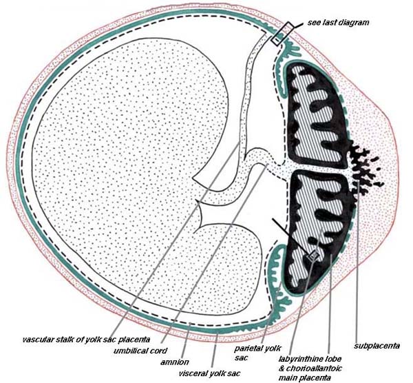 Schematic section across the uterus (red) of a caviomorph rodent, e.g. capybara, with chorioallantoic placenta (main placenta & subplacenta) [black] and vitelline placenta [green]. Inserts refer to subsequent diagrams.