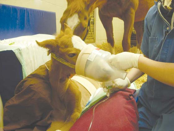 Foal being nebulized. To ensure the best distribution of aerosolized medications throughout the lung fields, avoid impediments to thoracic excursions by having the foal standing (preferred method) or sternally recumbent.