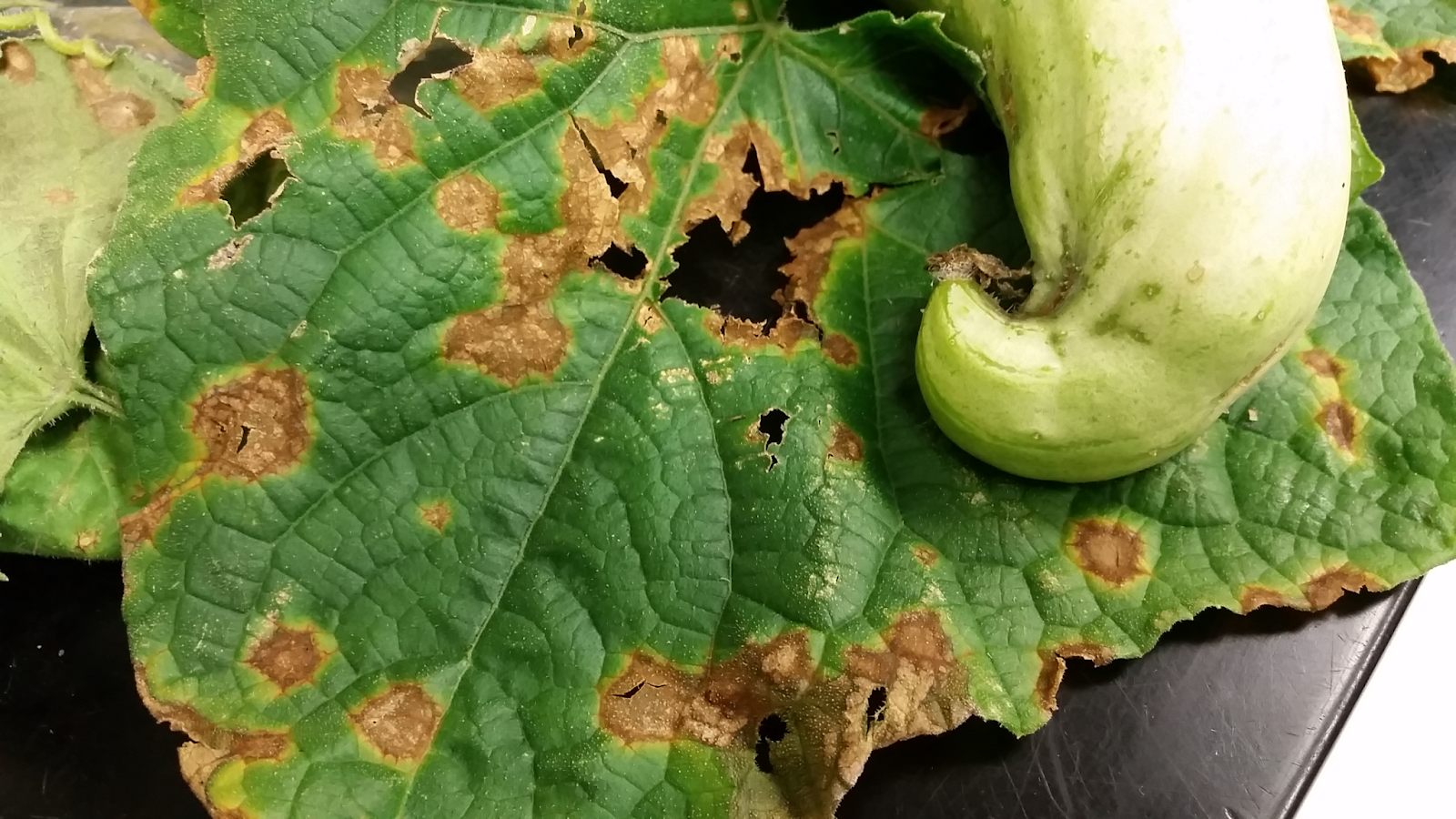 zucchini plant leaf with brownish-yellow irregularly shaped spots, indicating the presence of a fungal disease known as Alternaria blight on leaves in zucchini.