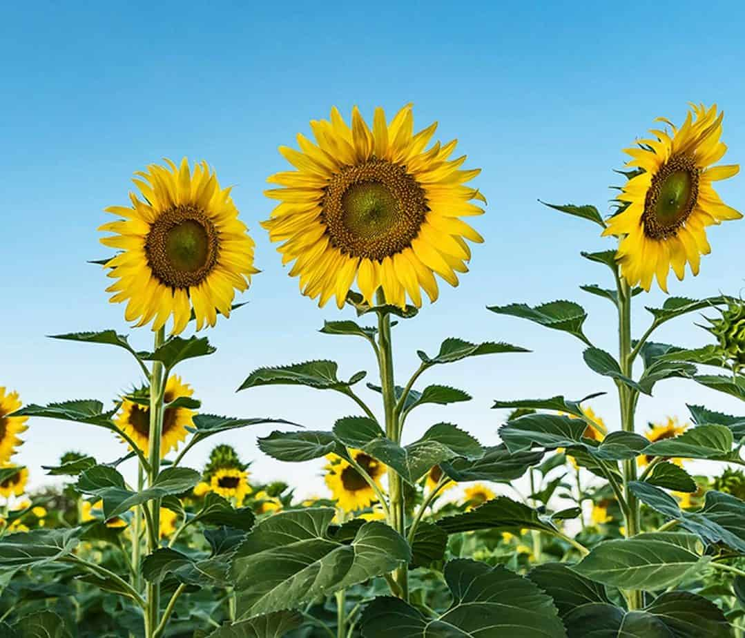 15 Standout Sunflower Varieties You Can Plant In Your Garden - Inside ...