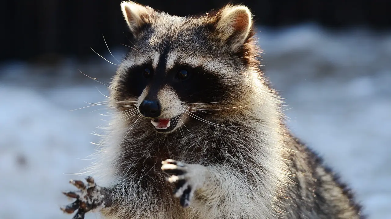 What Noises Do Raccoons Make