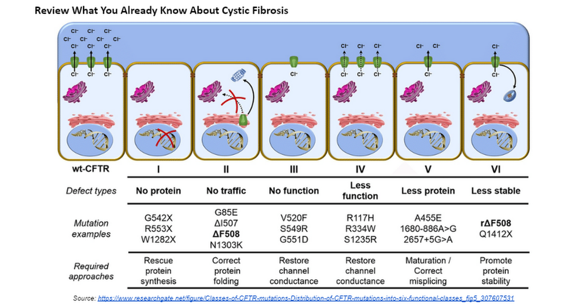 cystic fibrosis and protein synthesis case study