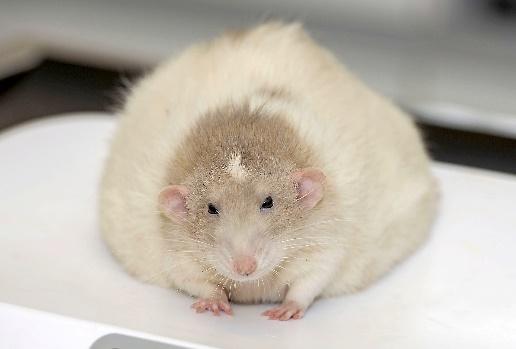 FAT RAT: Rotund rat will go head to head with other podgy pets in national  slimming competition – SWNS