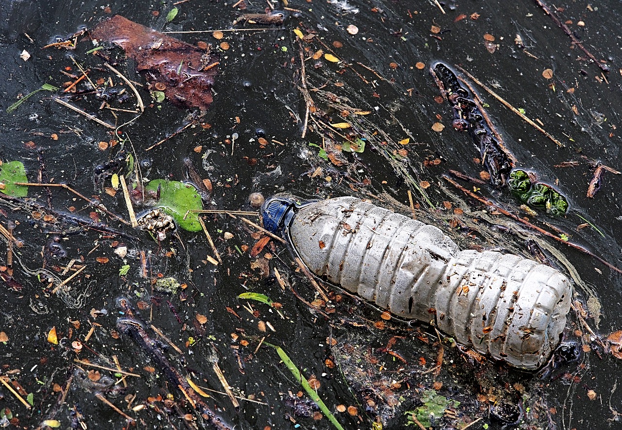 A plastic water bottle in nature. The environmental impact of plastic can be reduced with freeganism.
