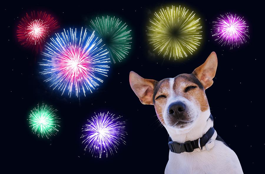 My Dog Is Scared of Fireworks: What Can I Do