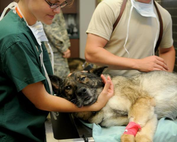 medic veterinar