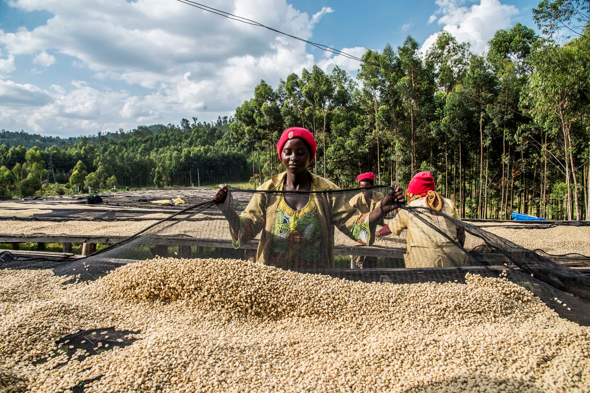 Rohkaffee wird sonnengetrocknet in einer Kaffeekooperative in Ruanda