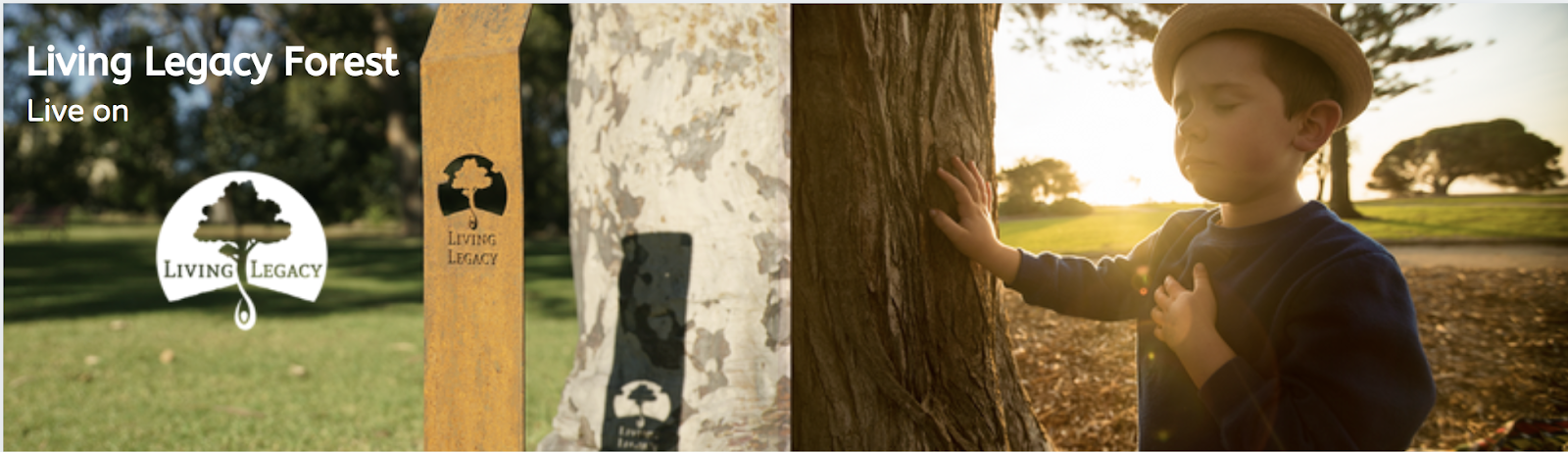 Transforming Ashes Into Trees