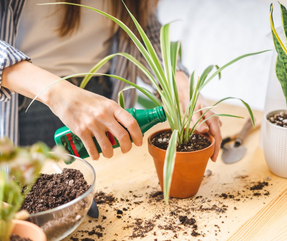 Feed your indoor plants. 