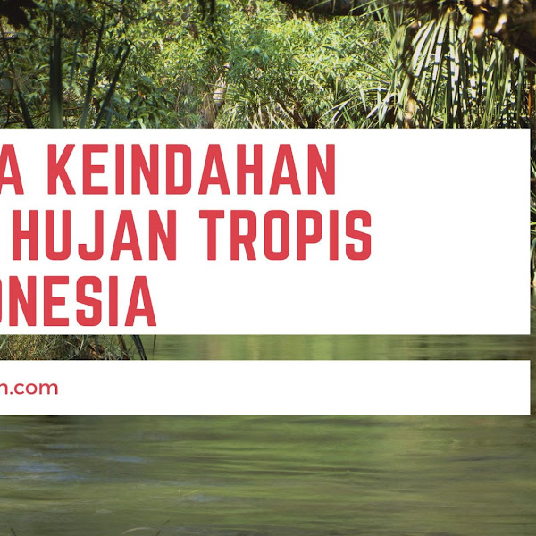  PESONA KEINDAHAN HUTAN HUJAN TROPIS DI INDONESIA