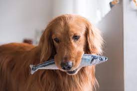 Which fish is best for dogs