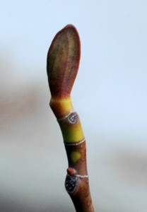 Terminal bud of the tulip poplar