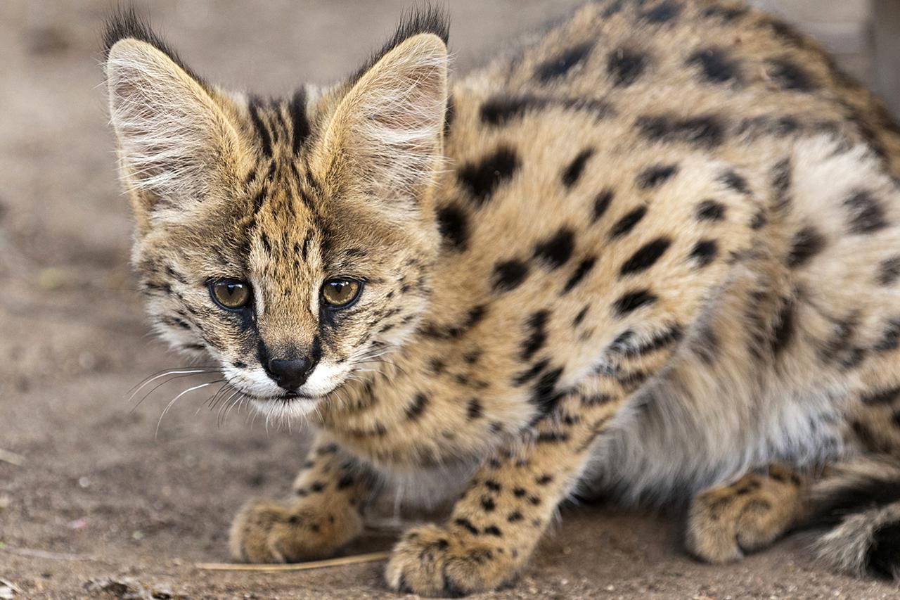 How Long Do African Servals Live