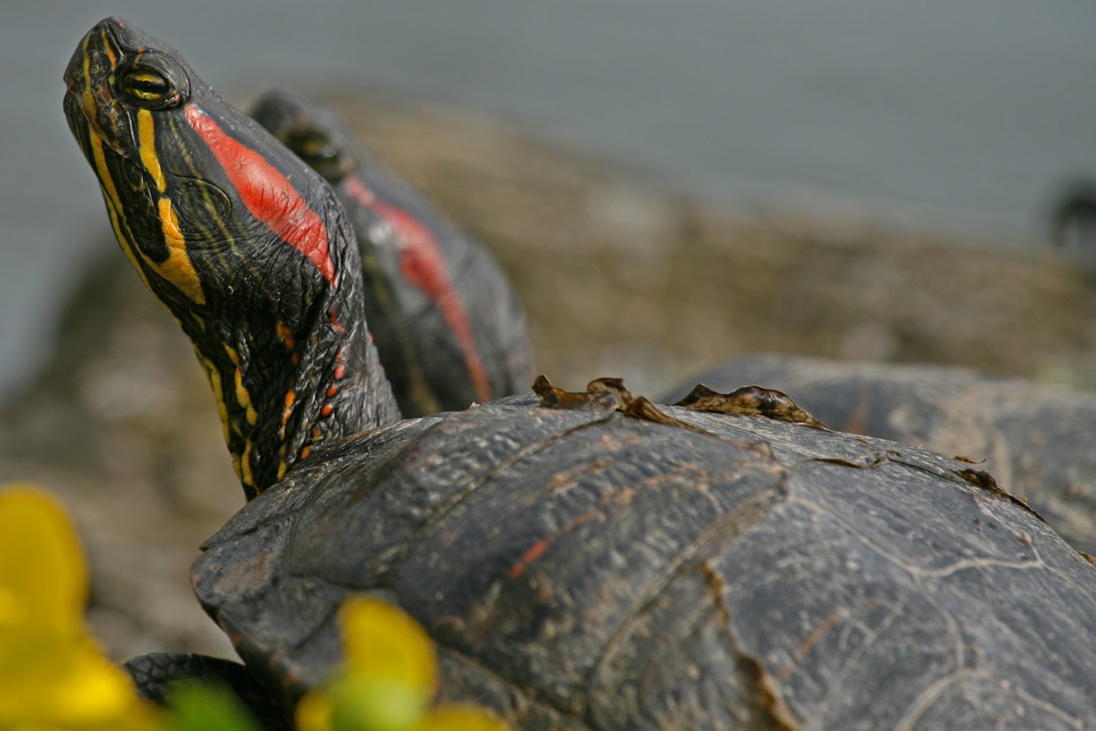 Red-eared slider